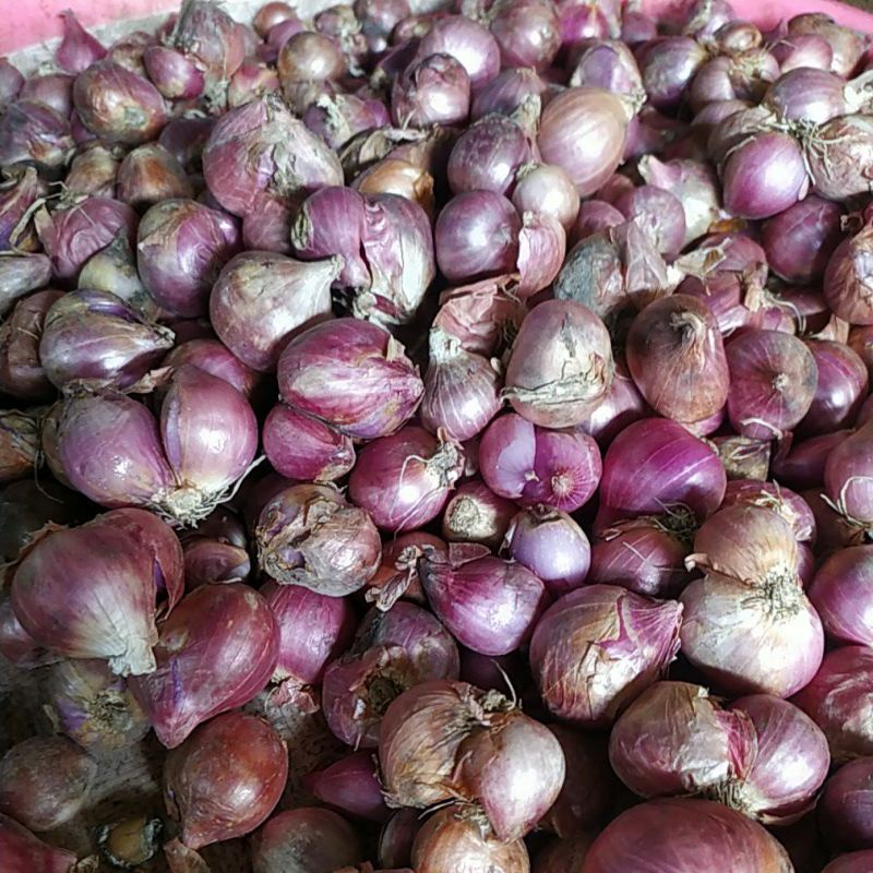 

bawang merah