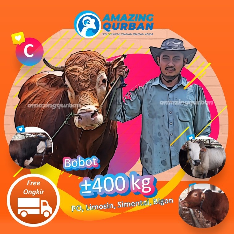 Sapi Qurban PO SIMENTAL PEGON LIMOSIN Premium Besar Bobot ±400Kg FREE TITIP & ONGKIR