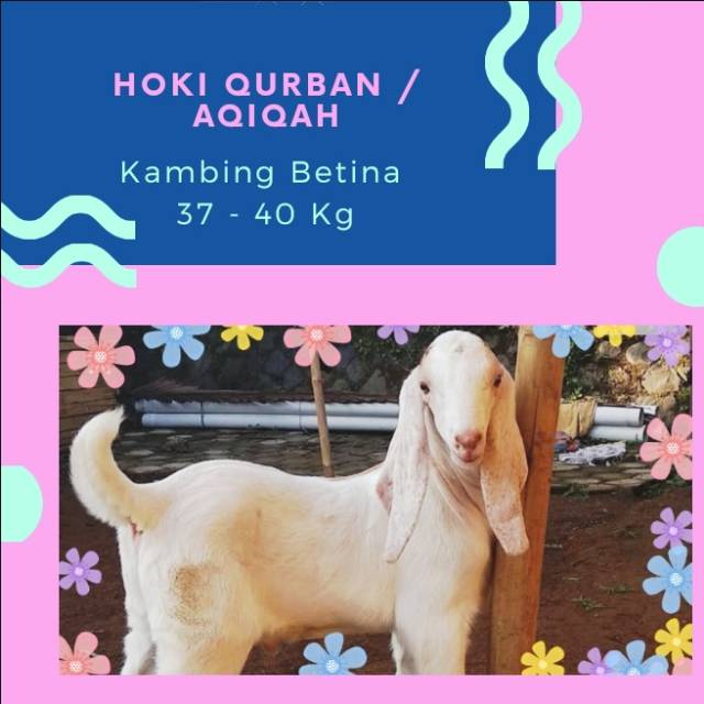 

Kambing Betina Aqiqah - Berat ~ 37-40Kg