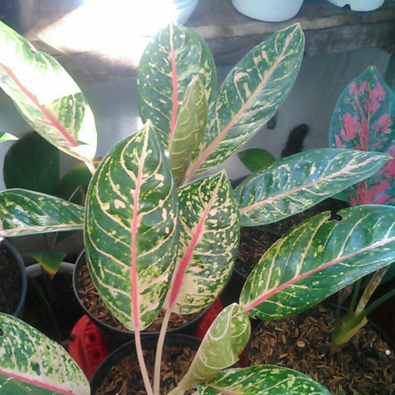 aglonema dona carmen semi mutasi gerhana