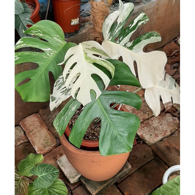 Monstera Variegata King 5 Daun Aktif