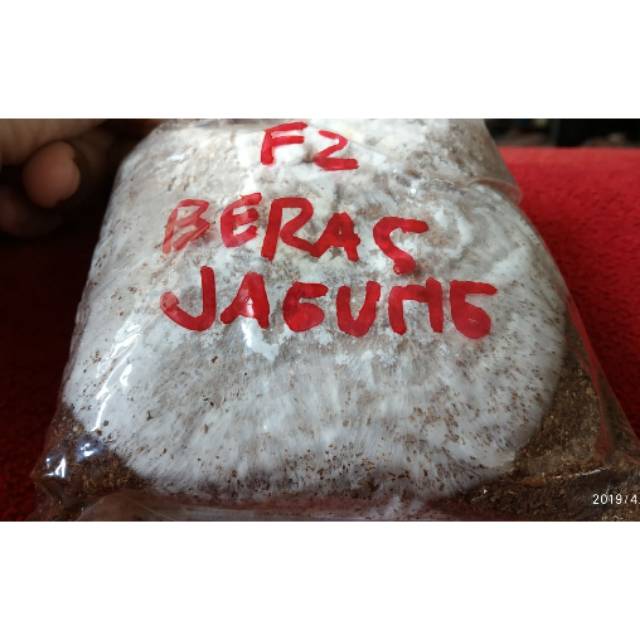 Bibit jamur F2