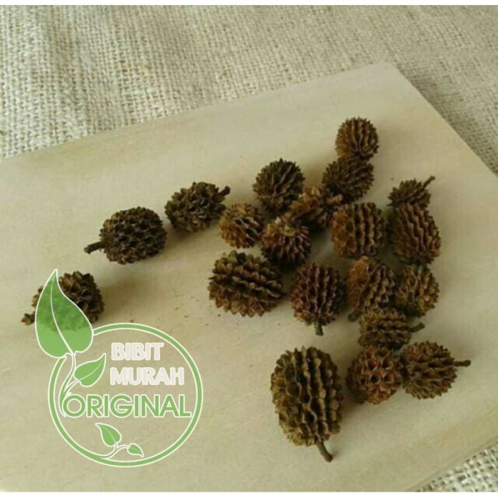 garansi Biji Cemara Laut 1kg agro tanaman