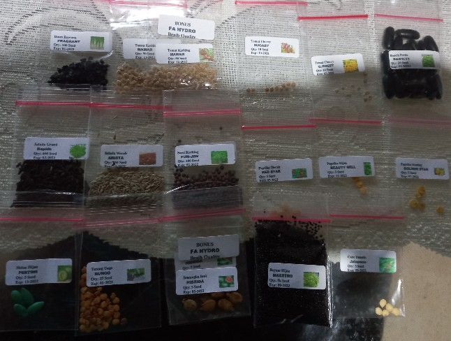 5 Biji - Benih Paprika Merah Red Star F1, Bibit Paprika F1 Cocok Disemua Dataran