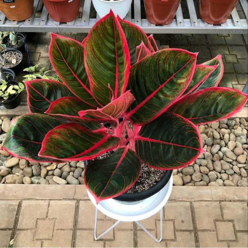 Bibit Aglonema Kanza