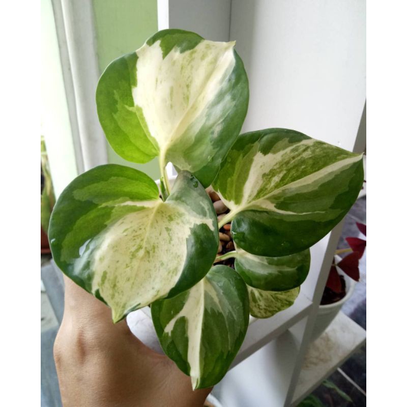 Tanaman sirih gading manjula varigata - tanaman hias - tanaman sirih manjula.