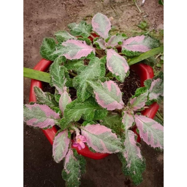 Bunga Episcia Picasso Tanaman Hias Bunga Episcia Import Murah Picasso Bunga Pink Kuning