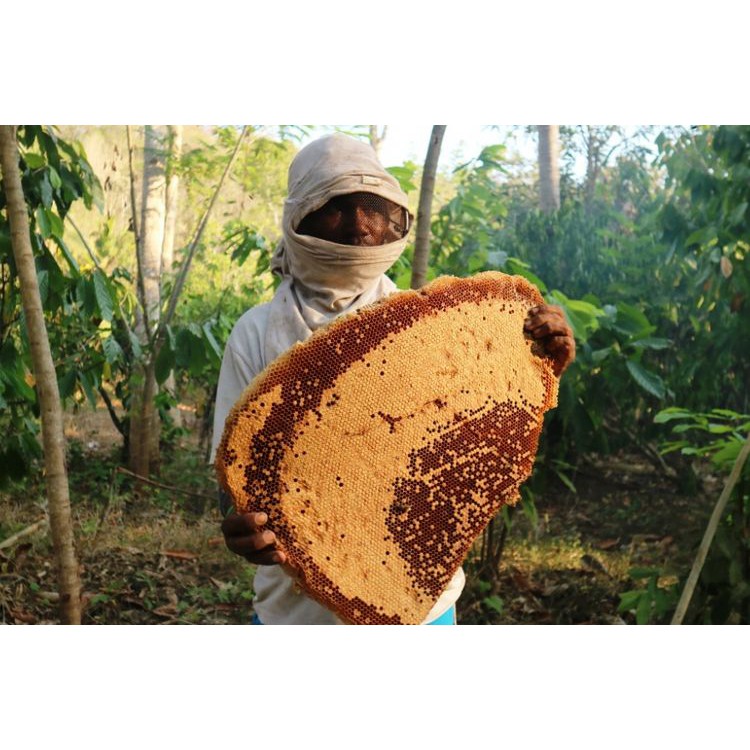 

Madu Hutan Murni