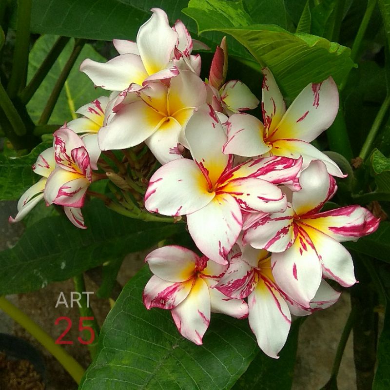 Plumeria White Splash Kamboja Bali Cutting.