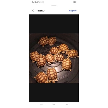 kura kura darat sulcata afrika ukuran 7 sd 8 cm