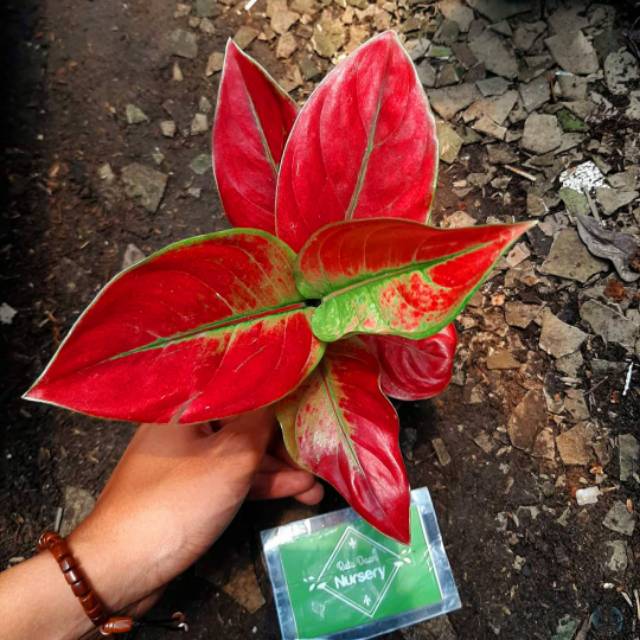 Tanaman Hias Aglonema Ayunindi / Aglaonema Ayunindi merah
