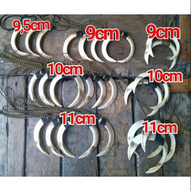 Kalung Etnik Taring Babi Hutan (doubel) Asli Kalimantan, 11cm...