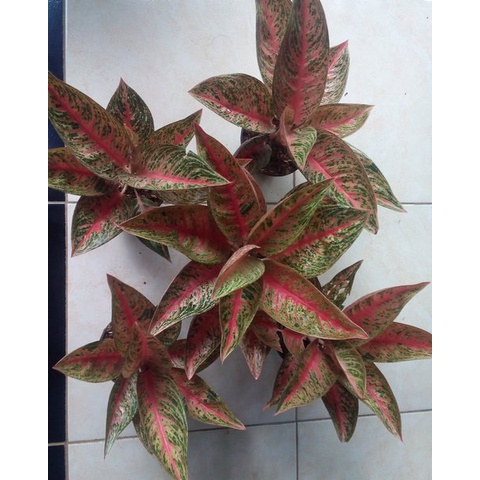 PROMO AGLONEMA LEGACY MERAH TANAMAN AGLONEMA SUPERR LEGACY MURAH MENOR