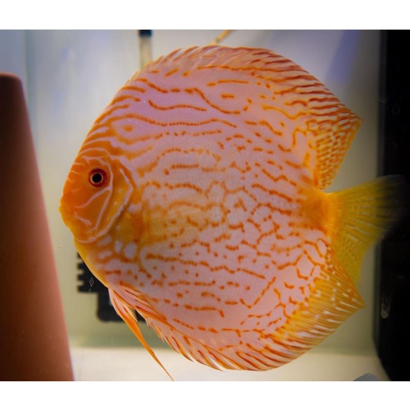 Discus Leopard,Tiger mozaik, leopard snake skin 2.2 inch up