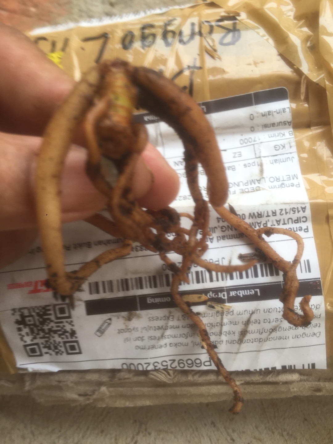 Suksom Jaipong Anakan/suksom Jaipong Bonggolan 2~3 Helai