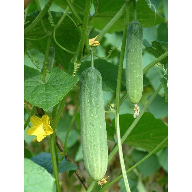 10 biji benih timun bandana