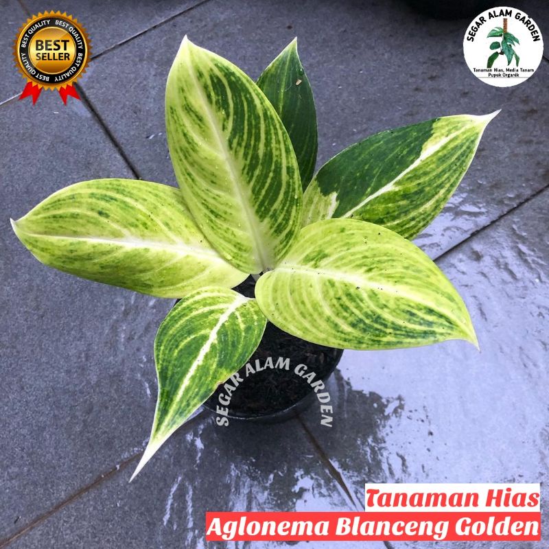 Tanaman Hias Aglonema Blanceng Golden - Aglonema Blanceng Golden