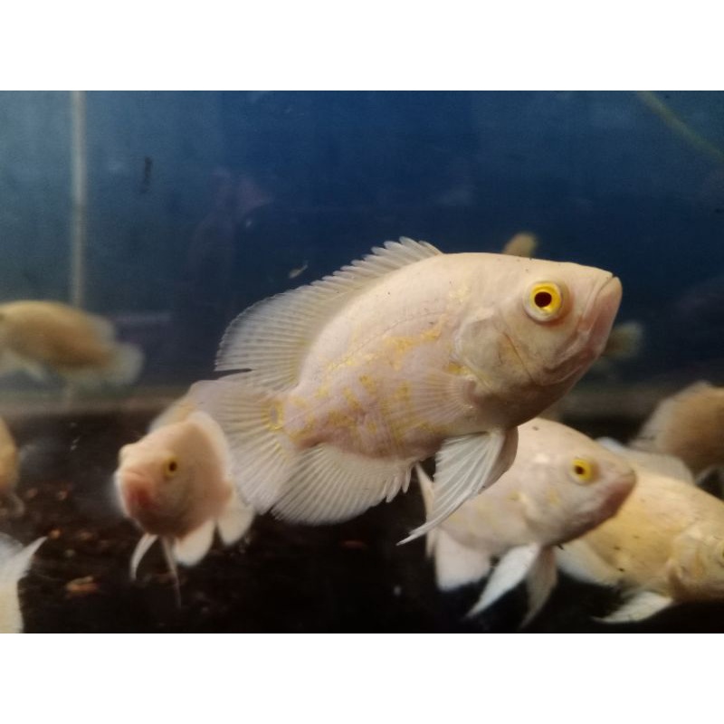 Oscar batik albino size 7-8 cm