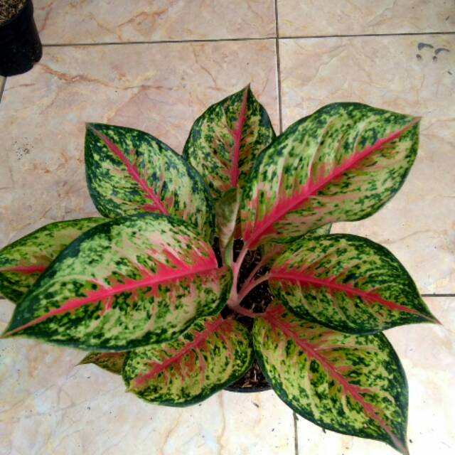 Aglaonema sweet dream