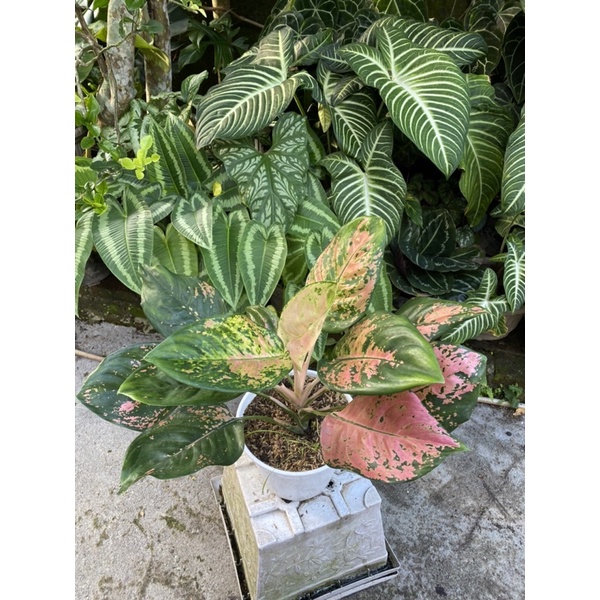 aglonema eboni indukan