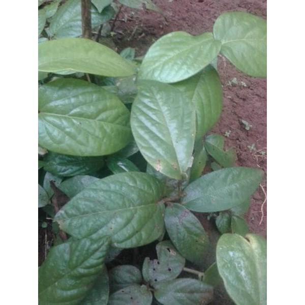 Daun Singa Depa asli - Obat herbal kuat dll