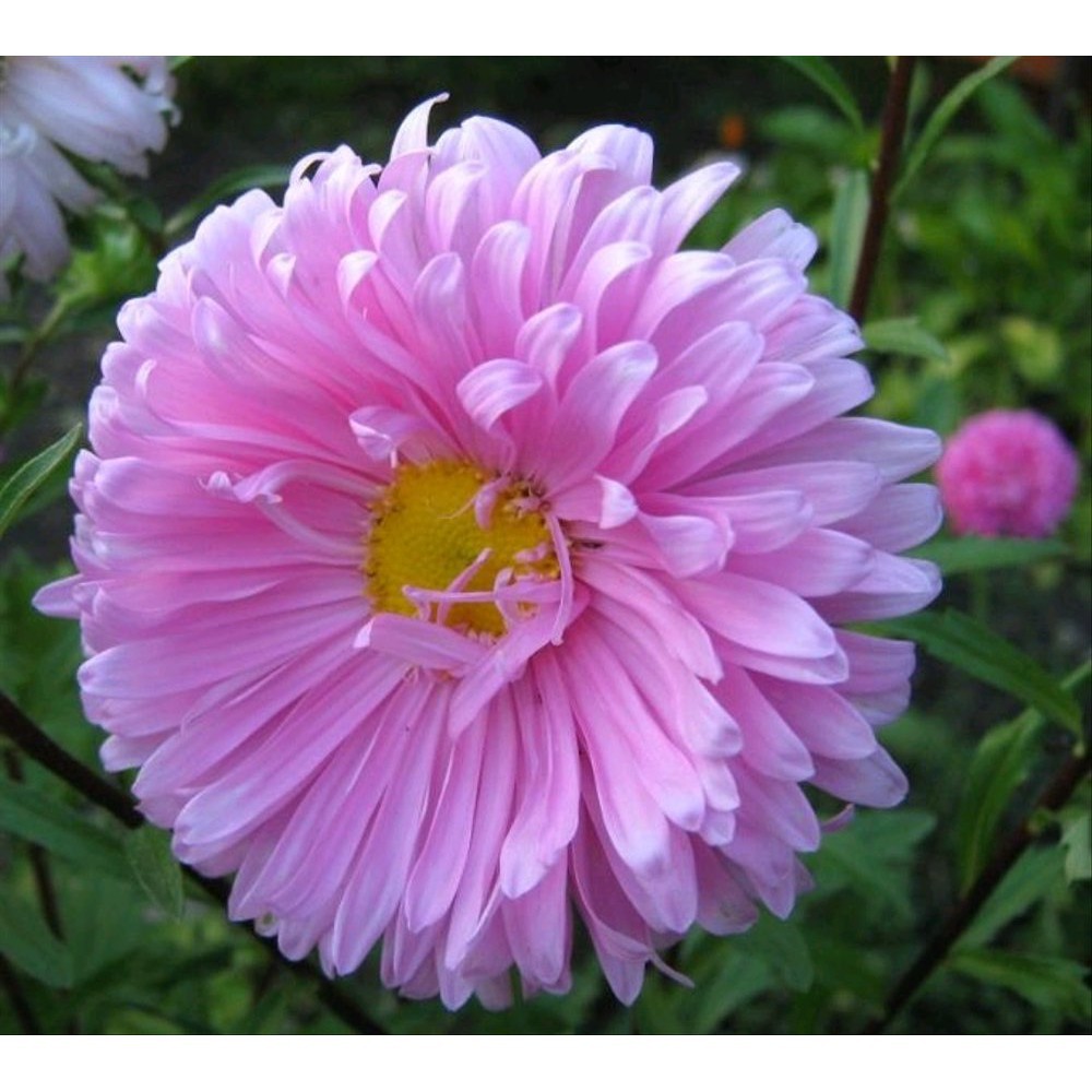 BIJI BUNGA Aster Pink 10