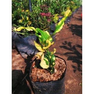 Aglaonema aglonema  suksom  jaipong  Shopee Indonesia