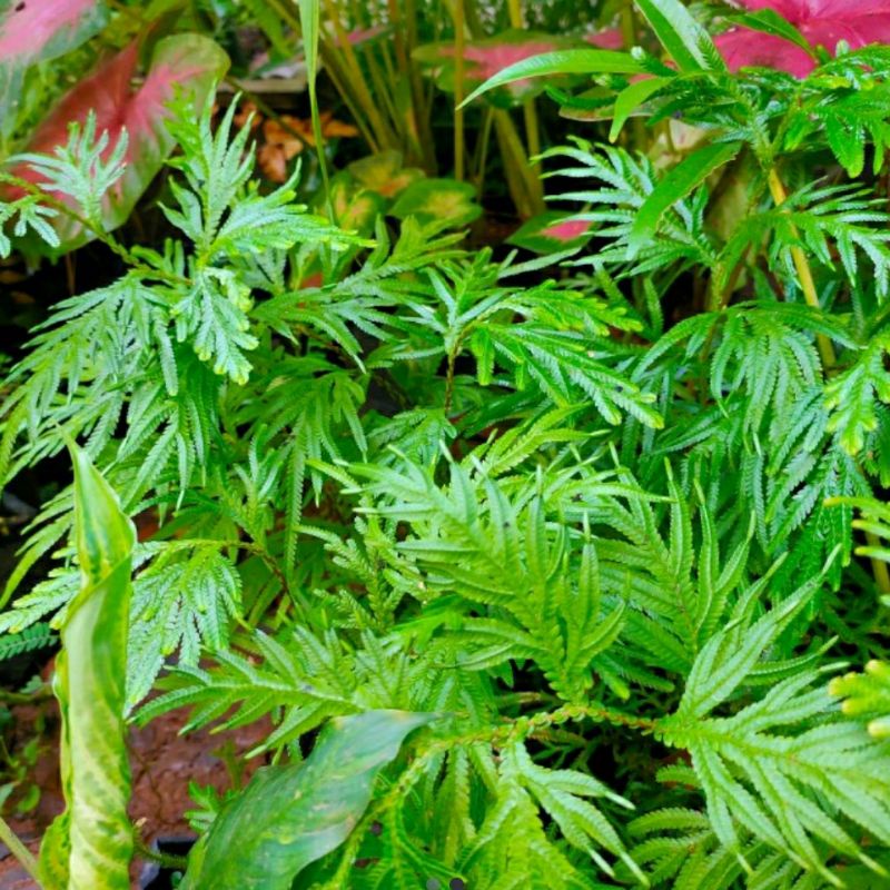 

daun ceker ayam atau ceker ayam herbal 250 gram