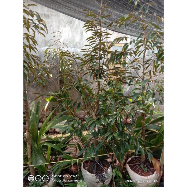 BIBIT DONGKELAN DURIAN MUSANGKING/BAWOR TINGGI 2 METER