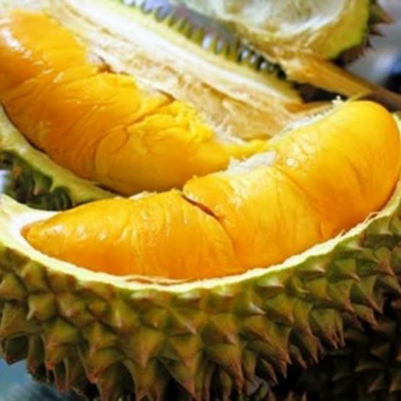 Durian Musang King - Bibit Buah