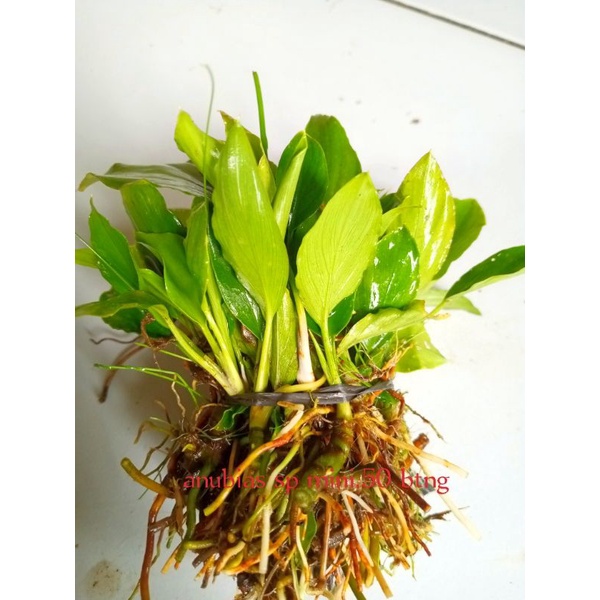 Anubias sp Aquascape