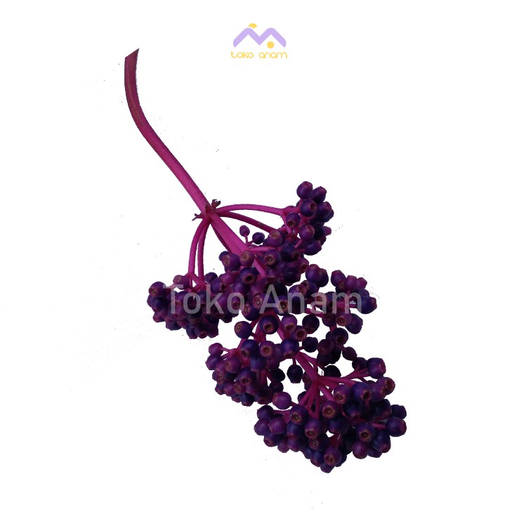 

2 TANGKAI BUAH PARIJOTO MURIA PERTANGKAI BESAR TUA