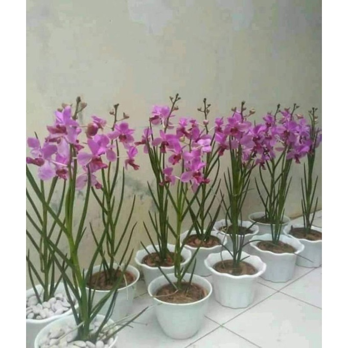 Anggrek Tanah Vanda Douglas