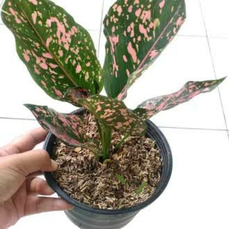 Aglonema pink dalmation