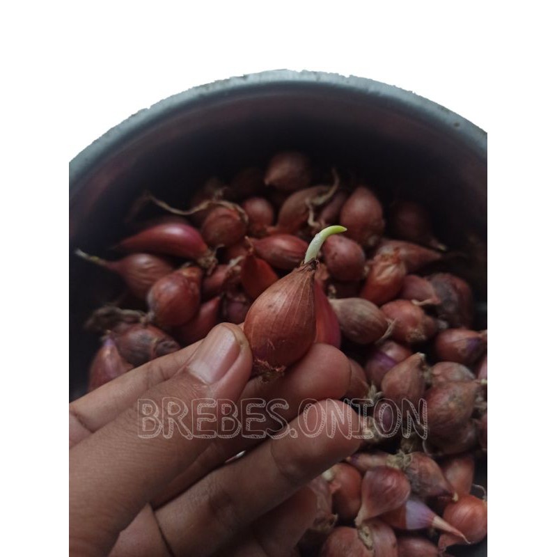 bibit bawang merah asli brebes (Bima)