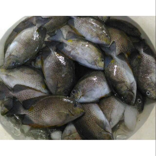 

Ikan Baronang segar