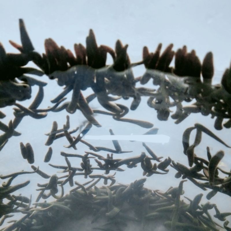 Lintah hidup Lintah TERAPI(Lintah steril) berbagai ukuran pemesanan bisa dicampur