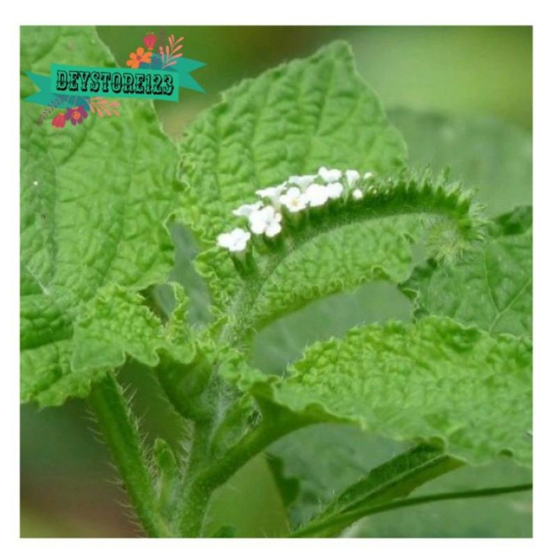 

Paket 250 Gram Daun Sangketan fresh
