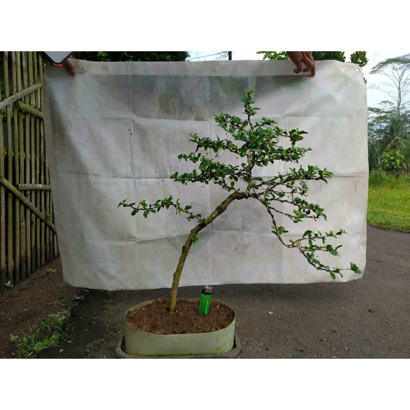 bonsai hokiantea siap pajang
