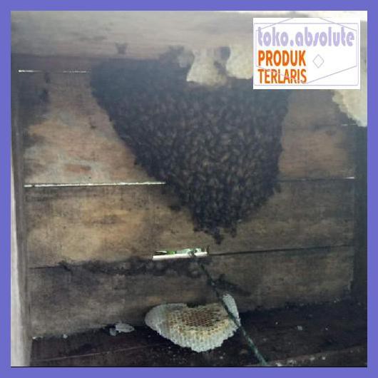 6E64S6- Madu Hitam Pahit Gamat Propolis Curah 1Kg 76Rdy-