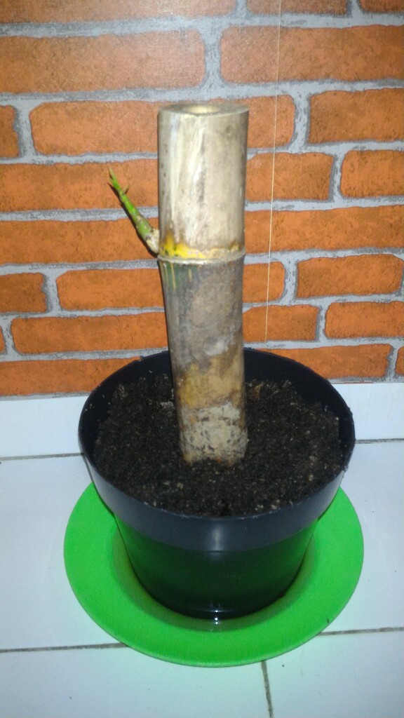 Bibit Bambu Kuning Asli Siap Tanam