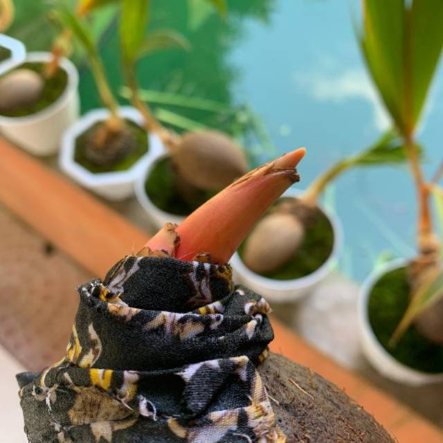 Bahan bonsai kelapa wulung - kelapa wulung merah