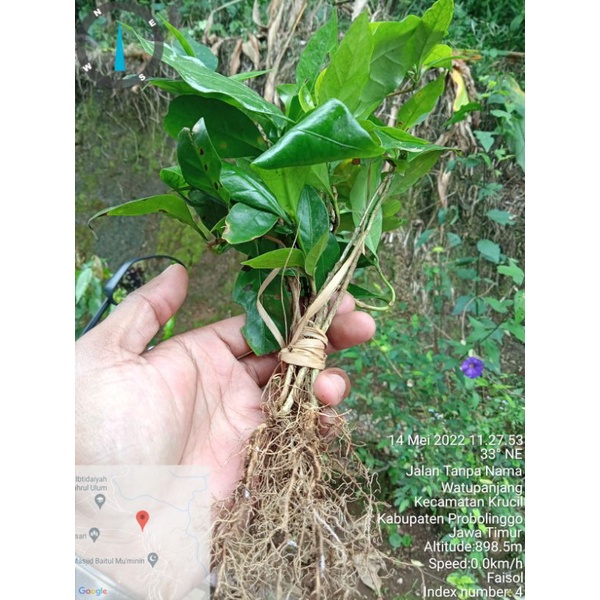 

Bibit Arabika Yellow Catura N1 Super