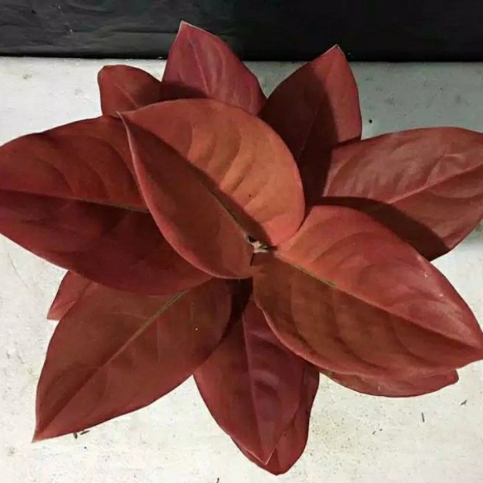 NEW Bibit bonggol aglonema kochin nezkia - bonggol aglonema kochi