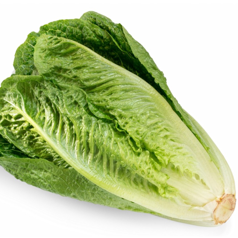 Salada Romen Organik 200g / Selada Cos / Organic Romaine Lettuce 200g