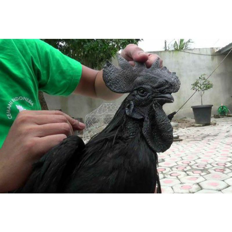 

telur ayam chemani lidah hitam untk di tetaskan