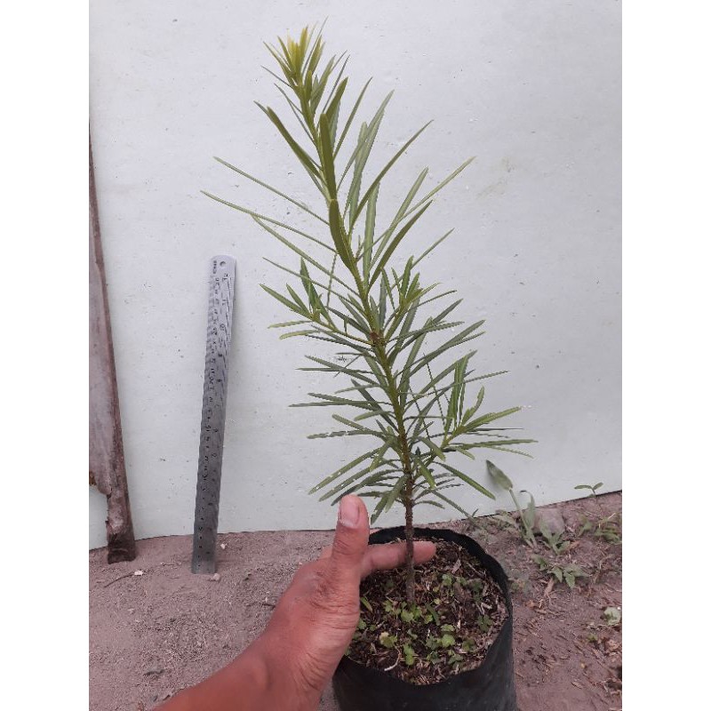 Bibit Bonsai Lohansung Lidah Burung