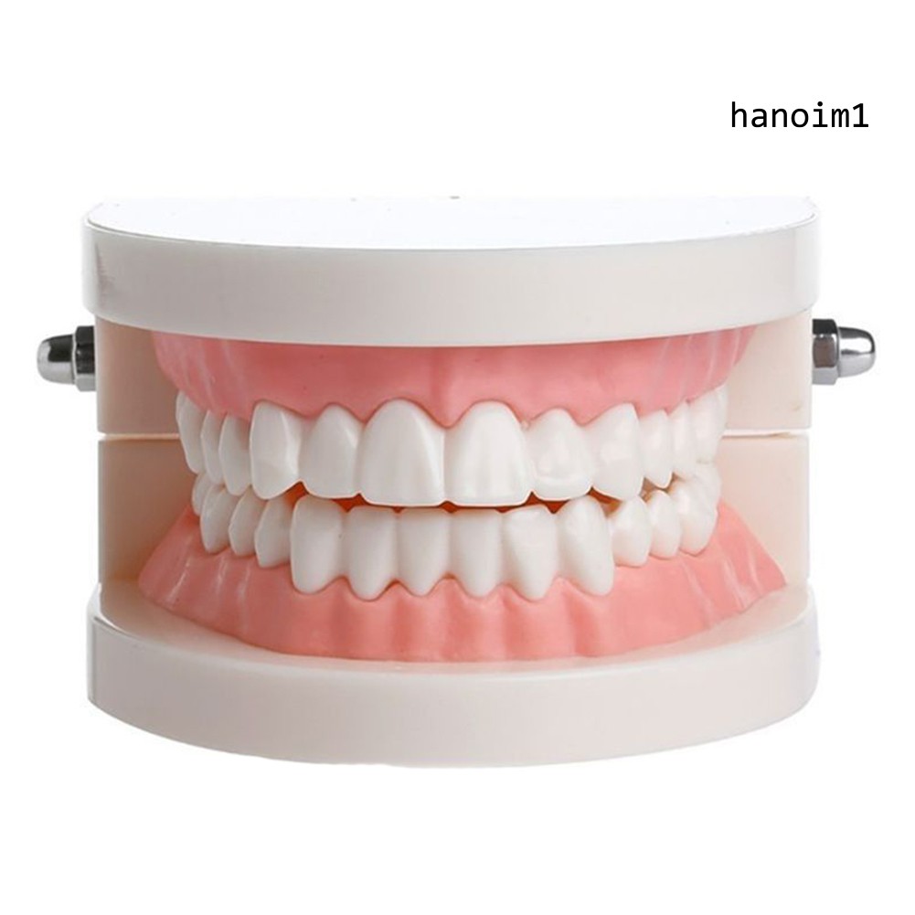 KQ_Dental Study Teaching Teeth Model Oral Care Tooth Education Dentist Equipment