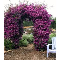 Bibit Tanaman hias Bunga bugenvil varigata/tanaman pagar boegenvil varigata