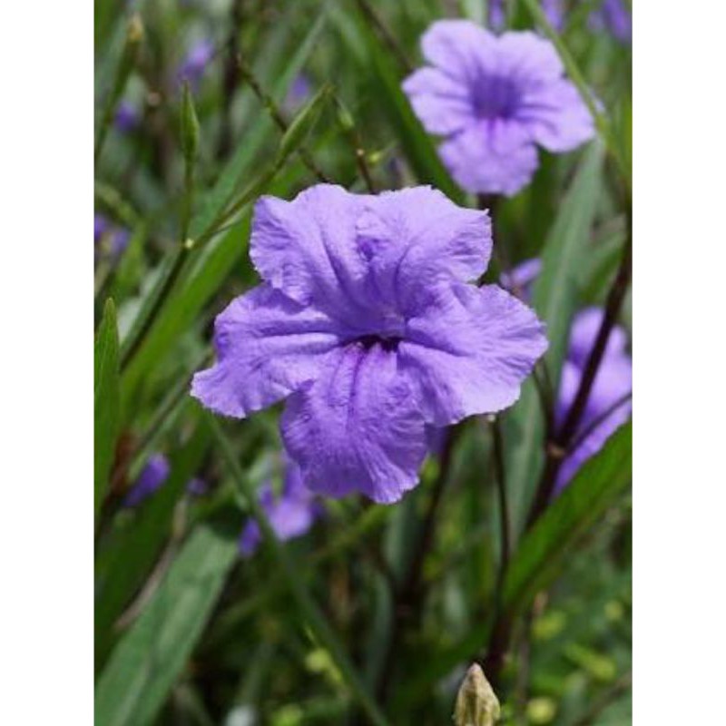 Tanaman Hias ruellia simplex